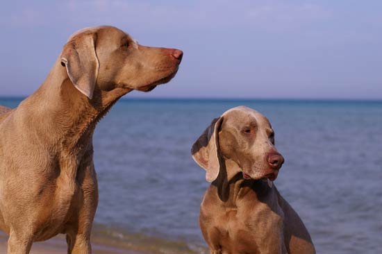 Weimaraners