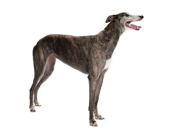 Greyhounds