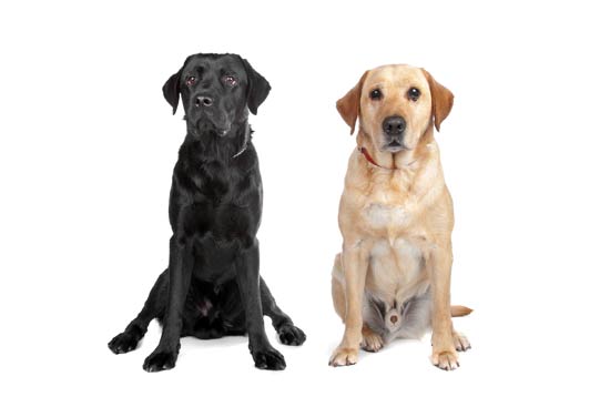 Labrador Retrievers