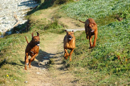 Rhodesian Ridgebacks