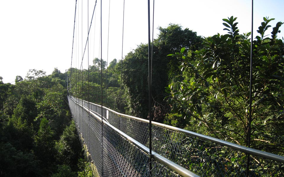 Save Our MacRitchie: 4 Reasons Why It's Every Runners' Sweetheart