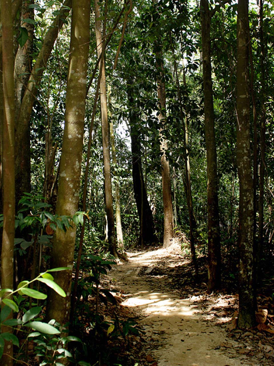 Running Wild at 10 National Parks in Malaysia