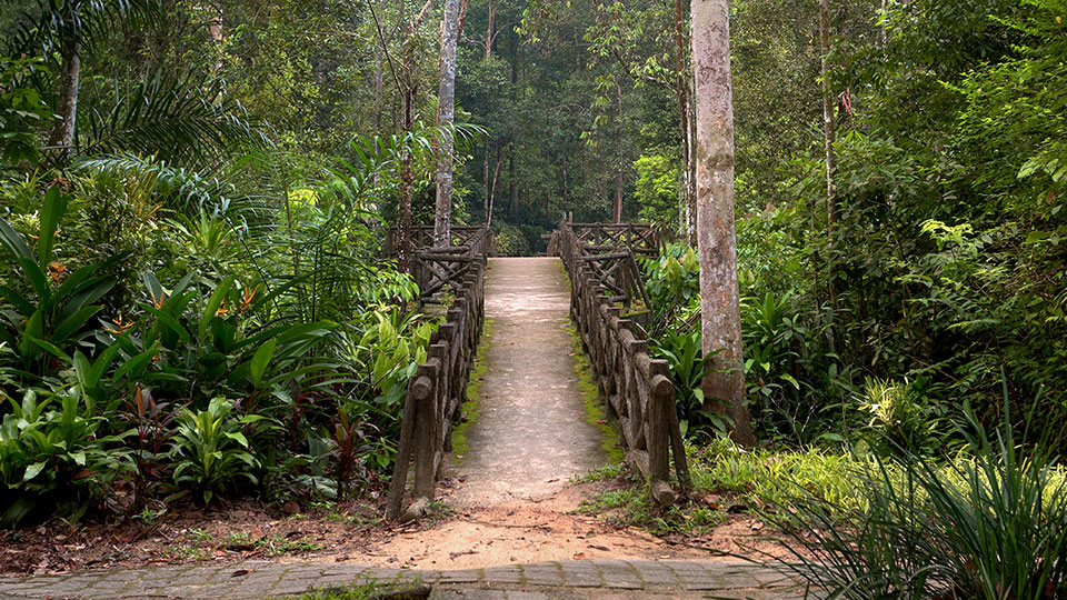 Running Wild at 10 National Parks in Malaysia