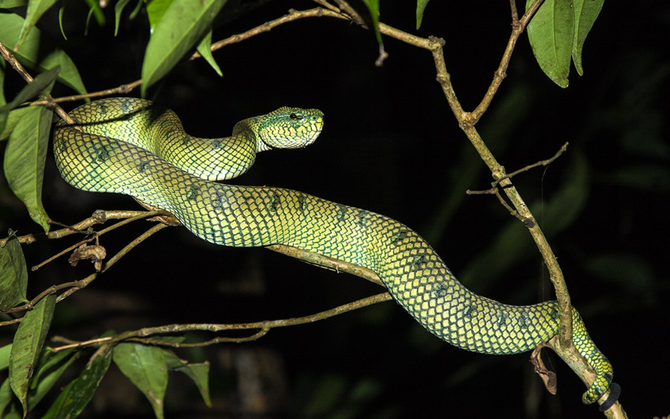 A Trail Runners Guide to Five Dangerous Animals in Malaysia