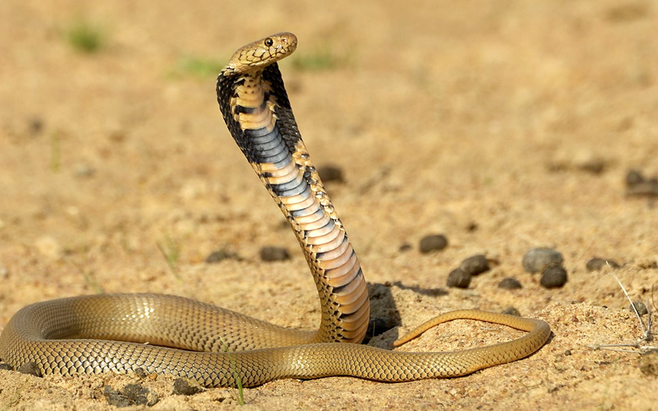 A Trail Runners Guide to Five Dangerous Animals in Malaysia