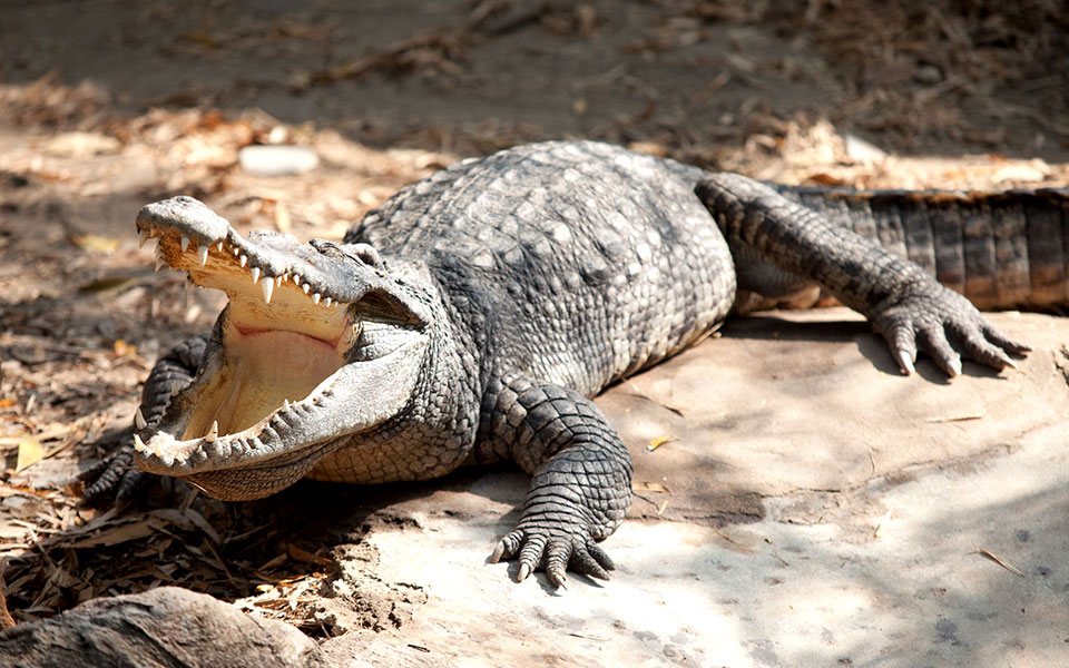 A Trail Runners Guide to Five Dangerous Animals in Malaysia