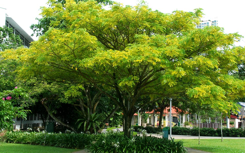 10 Types of Trees Runners Can See Along Singapore Roads