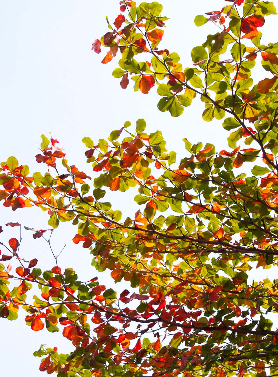 10 Types of Trees Runners Can See Along Singapore Roads