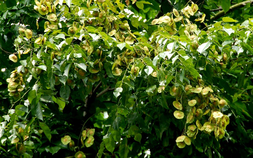 10 Types of Trees Runners Can See Along Singapore Roads