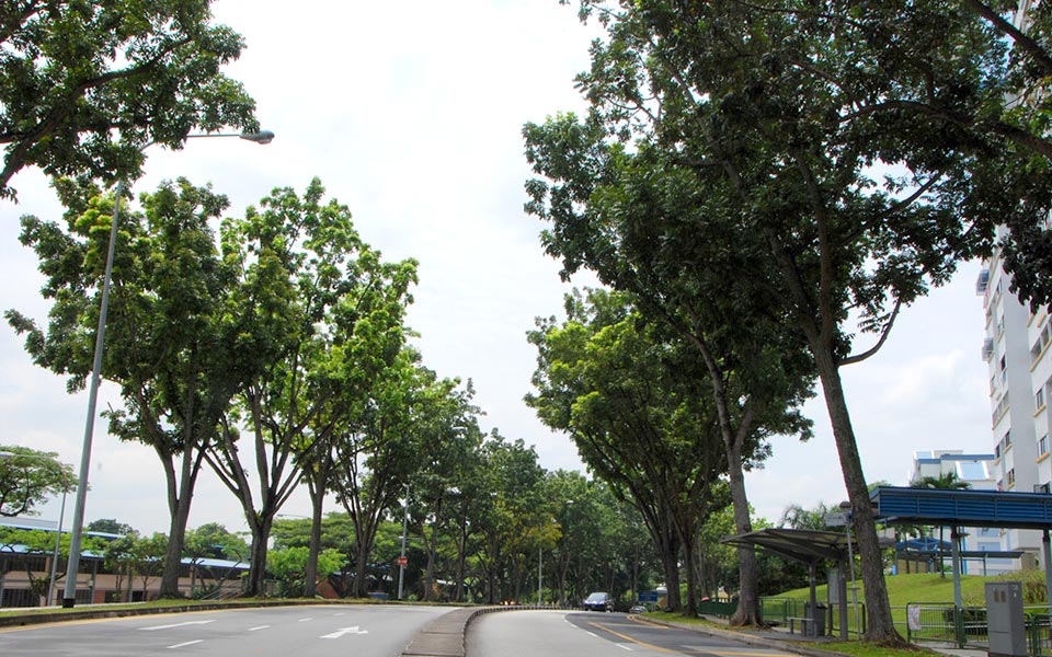 10 Types of Trees Runners Can See Along Singapore Roads