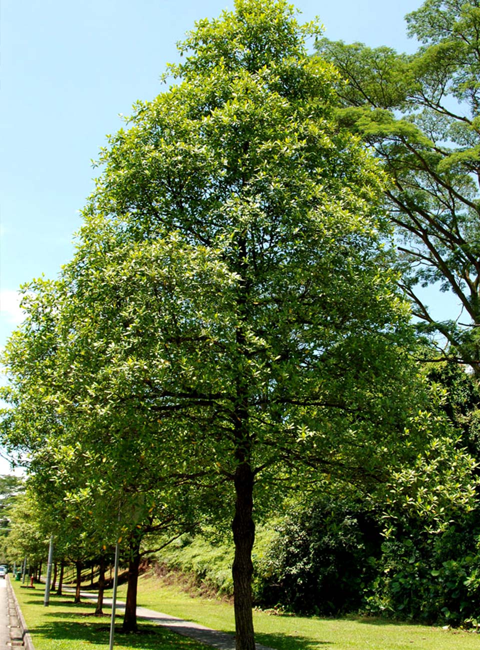 10 Types of Trees Runners Can See Along Singapore Roads