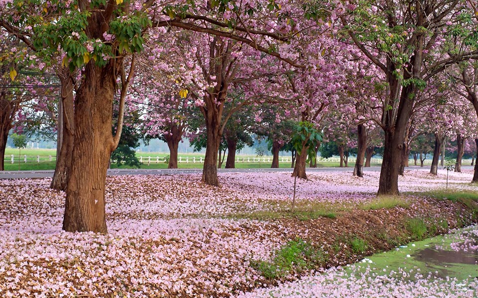 10 Types of Trees Runners Can See Along Singapore Roads