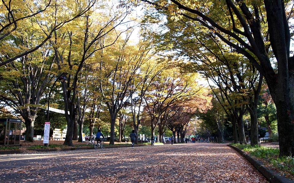 Spectacular Japanese Trail Running Routes for Culture Lovers