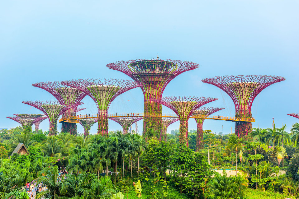 What Types of Singapore Trees You Can See While Running in 2020