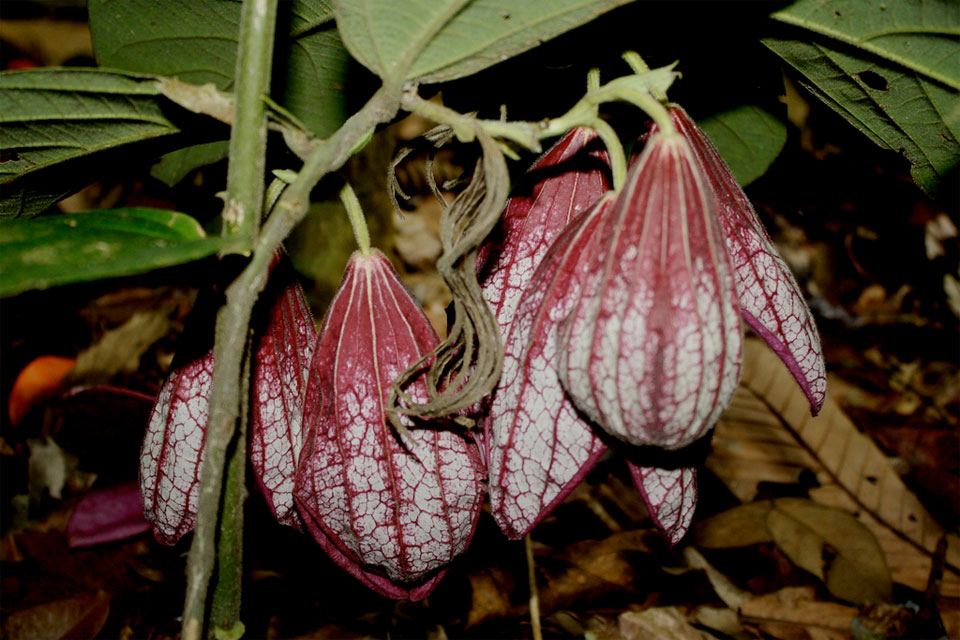 Adore Nature: 10 Plants You Can Discover Along Singapore's Running Trails