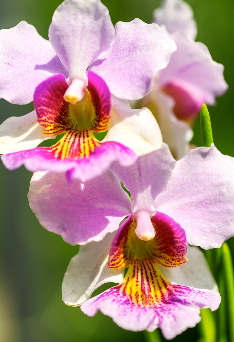 Adore Nature: 10 Plants You Can Discover Along Singapore's Running Trails