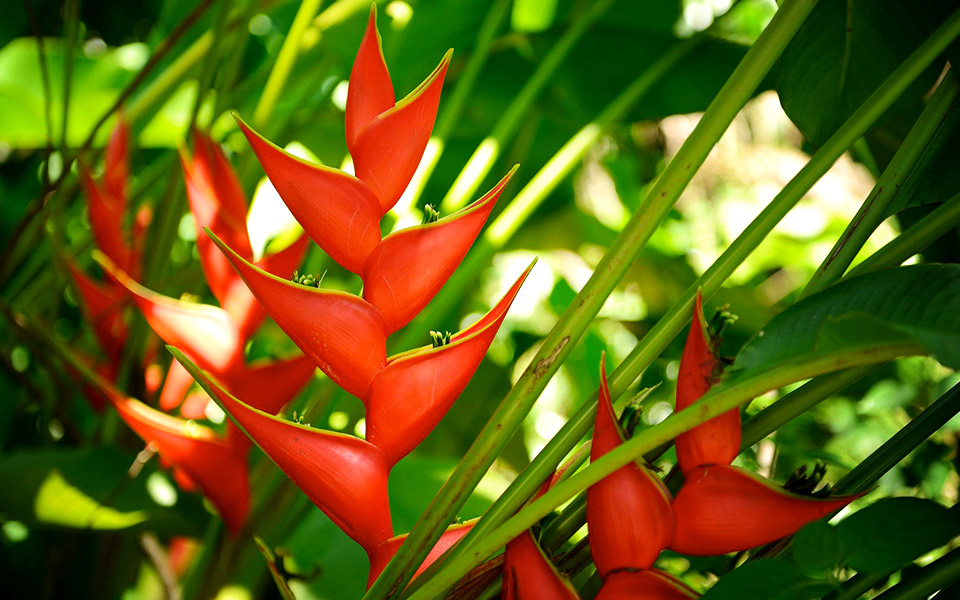 Adore Nature: 10 Plants You Can Discover Along Singapore's Running Trails