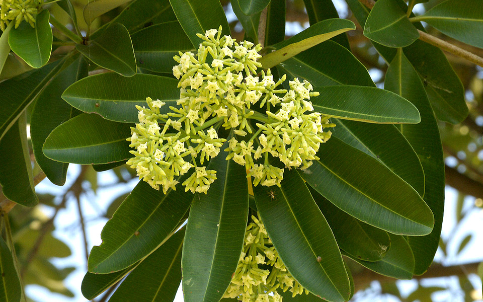 Adore Nature: 10 Plants You Can Discover Along Singapore's Running Trails