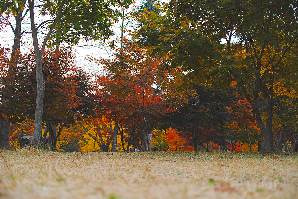 10 Reasons to go Sightseeing in Korea After Running an Autumn Marathon