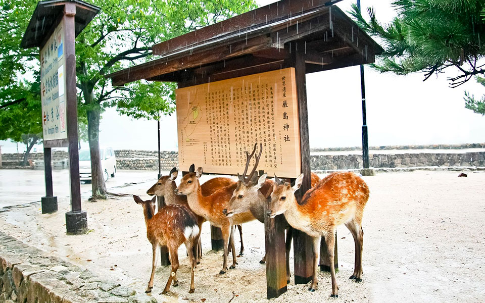 1st Miyajima Marathon: Frolic amongst Deer & Cherry Blossoms