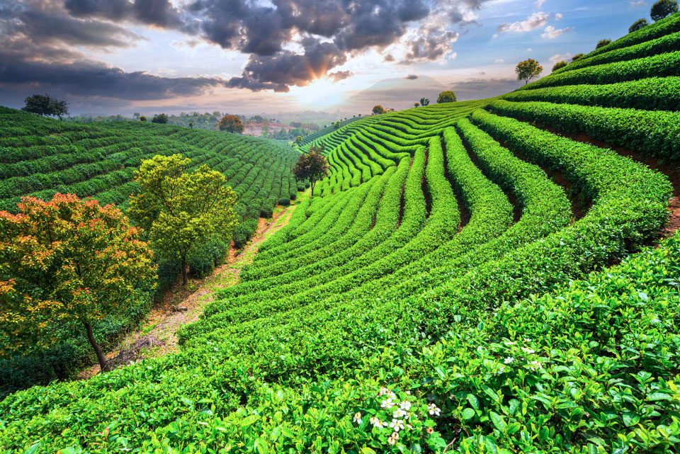 Can Organic Tea Make You a Better and Healthier Runner?
