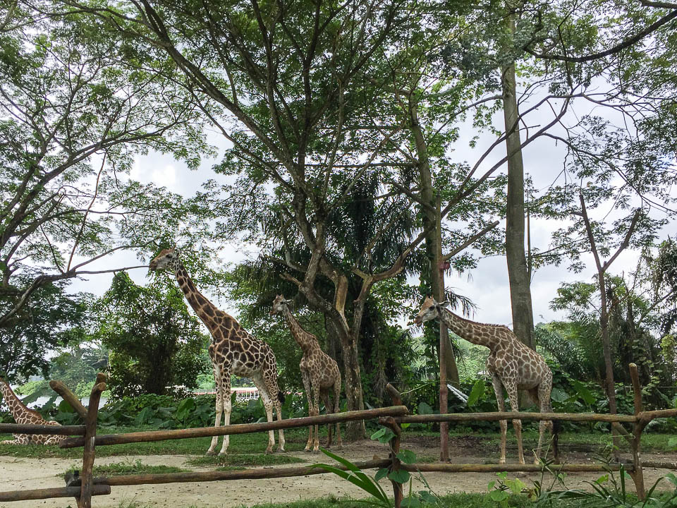 Safari Zoo Run 2017 Race Review