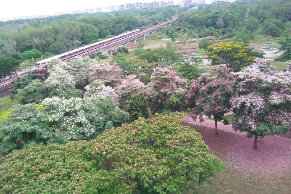 Singapore Running Parks In The East
