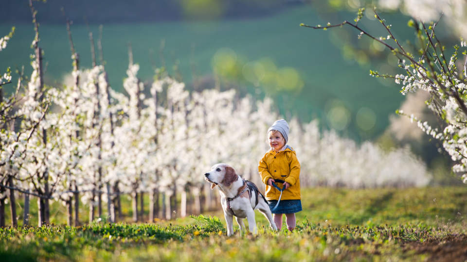 Owning a Dog Can Help You To Live Longer and Run Better