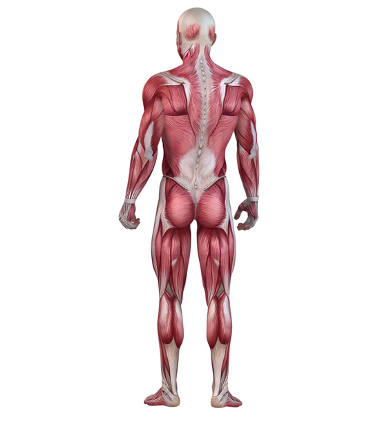 Posterior Chain