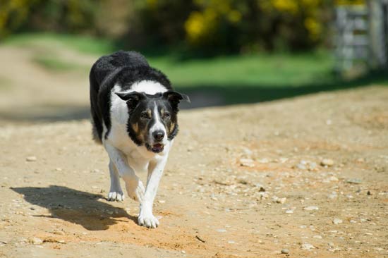 Why You Should Run With Your Dog