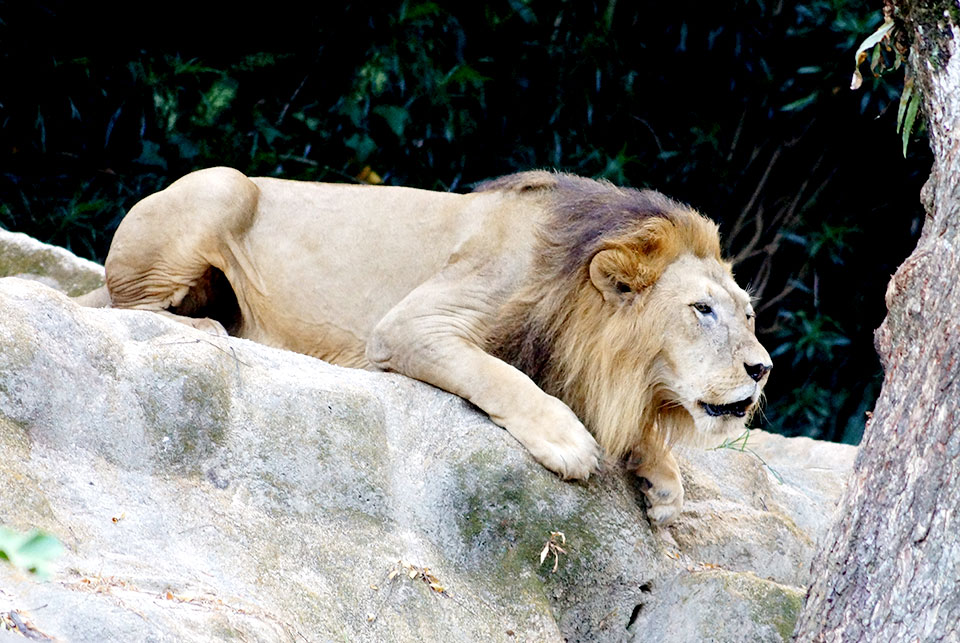 Safari Zoo Run 2014: Unleash The Beasts In You