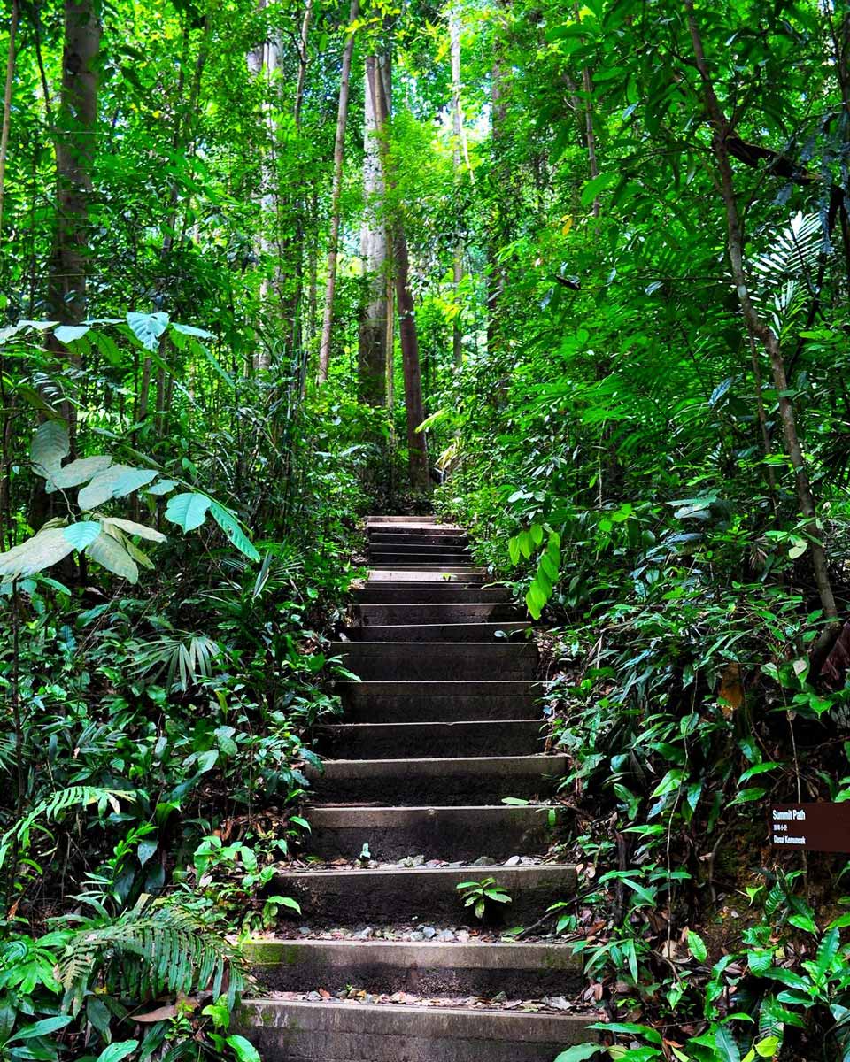 Trail Running in Singapore: 3 Trails to Get You Started