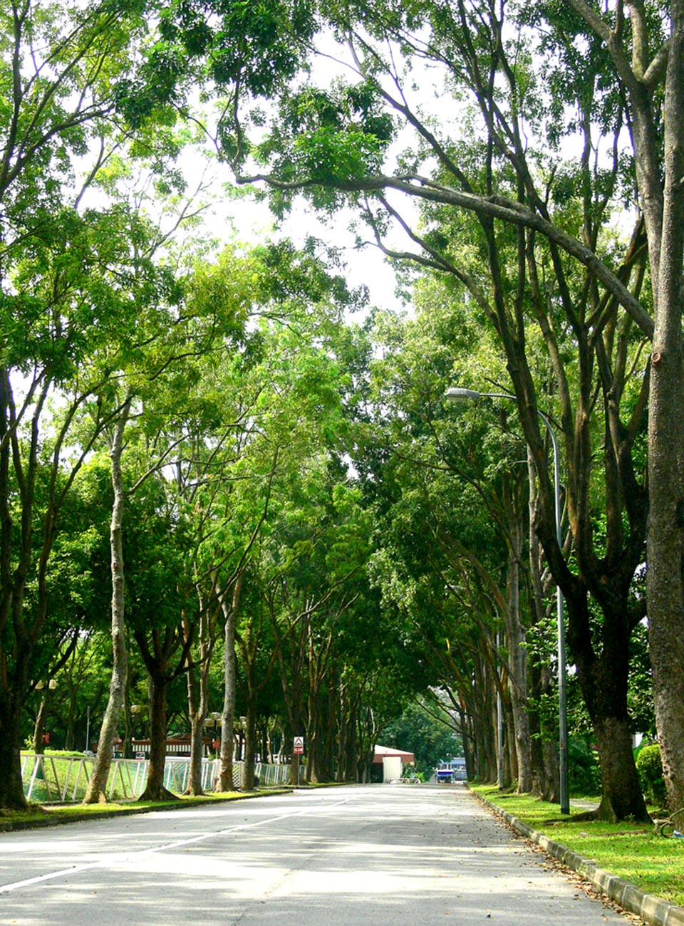 10 Types of Trees Runners Can See Along Singapore Roads
