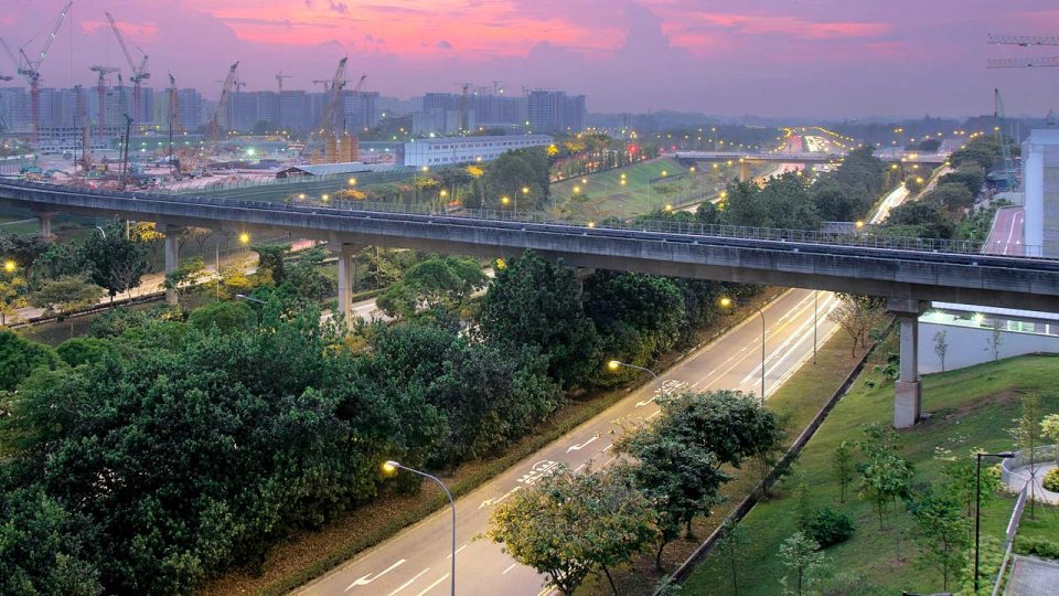 10 Types of Trees Runners Can See Along Singapore Roads