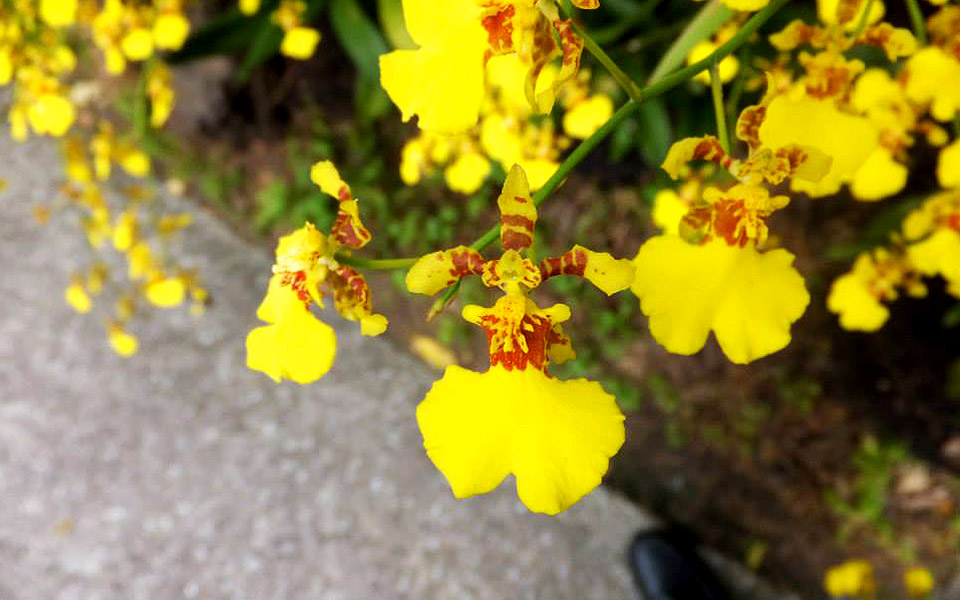 Adore Nature: 10 Plants You Can Discover Along Singapore's Running Trails