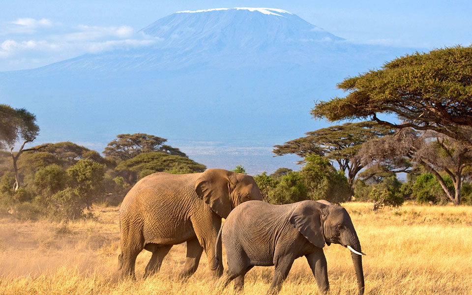 Mt. Kilimanjaro Marathon: One of Africa's Best Open Secrets
