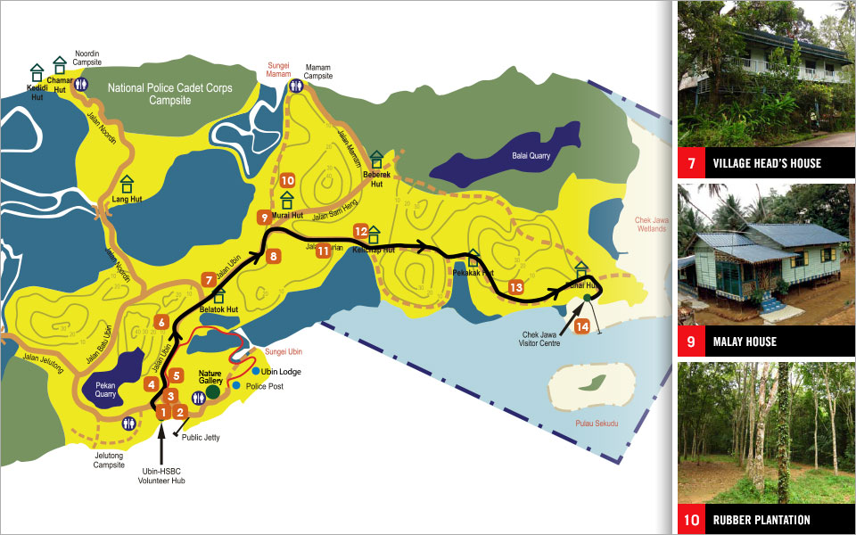 The Tree Trail at Pulau Ubin Running Trails, Expect Surprises!