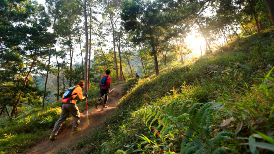 MesaStila Challenge & Ultra: Immerse Yourself in the Heart of Java