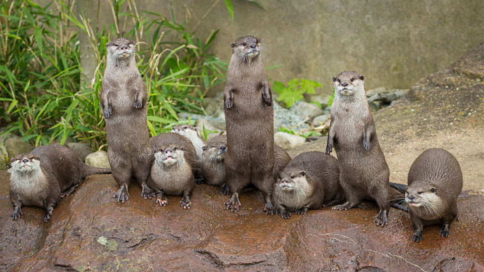Another Reason to Run At Bishan-Ang Mo Kio Park: Cute Otters!
