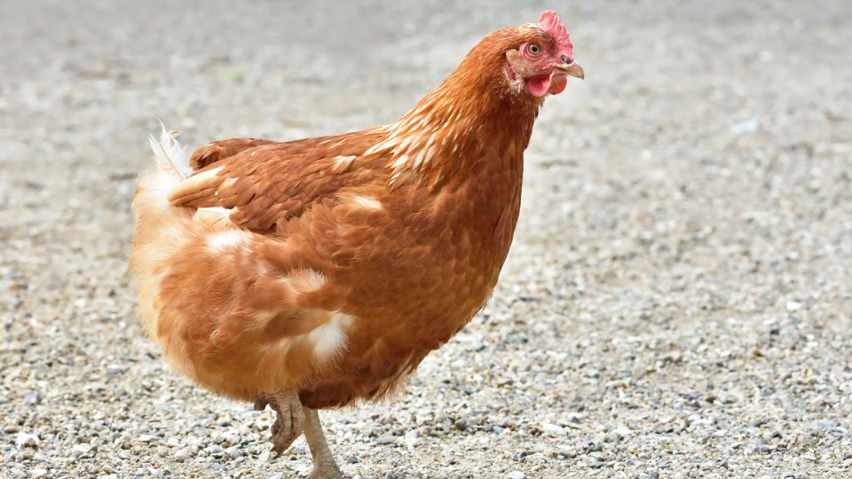 Why Did the Chicken Cross the Road? To Keep Runners Healthy, Of Course!