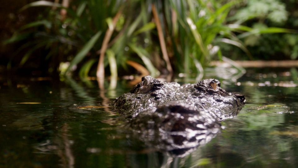 Please Don't Get Eaten By Crocodile When You Run at Sungei Buloh Wetland Reserve