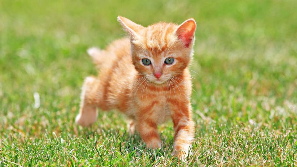 Will You Paws to Send All Cats a Running Valentine?