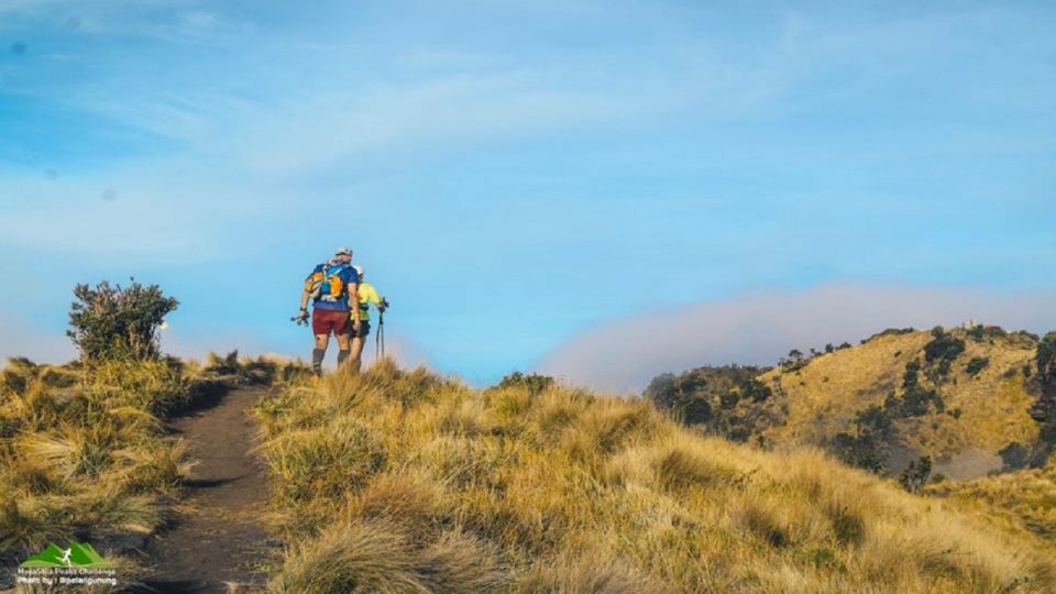 MesaStilla 100 - 2019