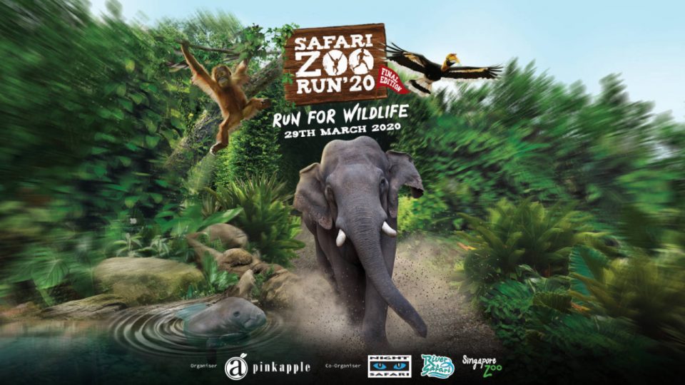 Safari Zoo Run 2020