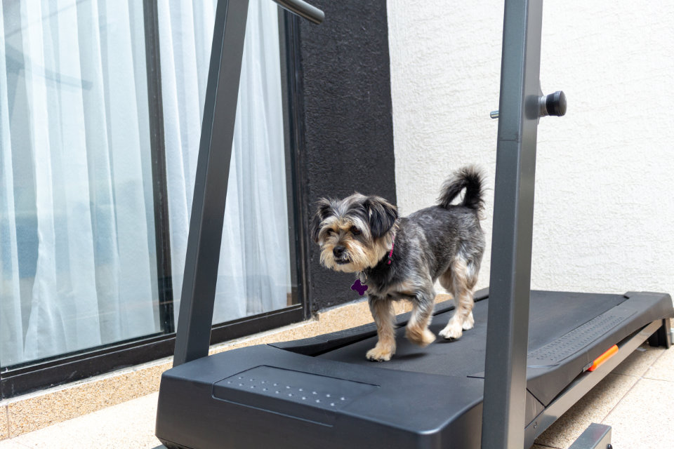 6 Best Foldable Treadmills for Home Workouts